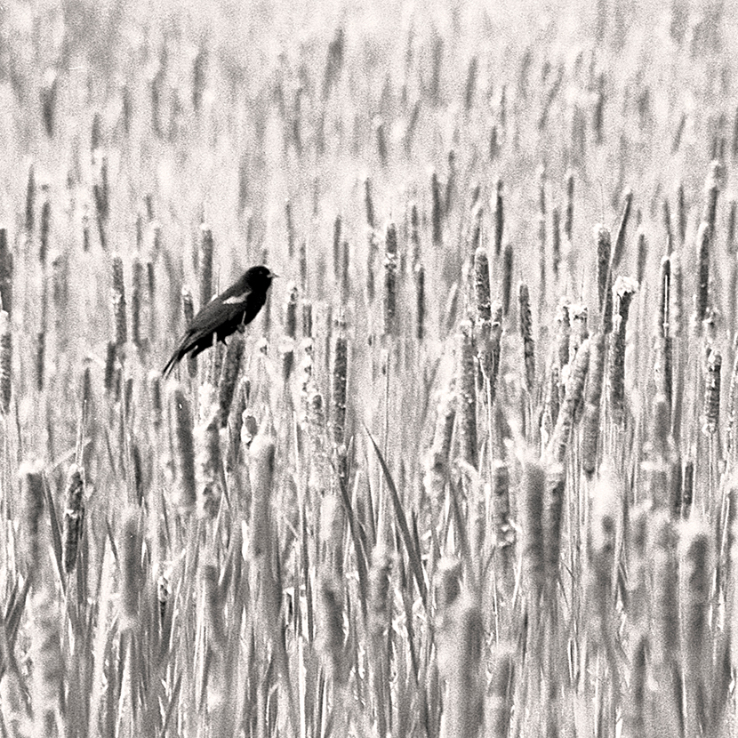 black and white redwing black bird in a stand of cattails