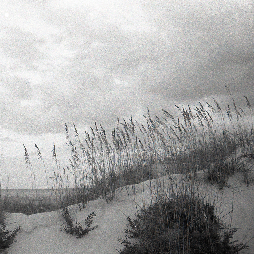 black and white beach grass on the barrier islands