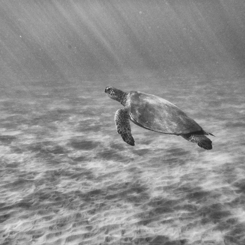 black and white hawaian green turtle