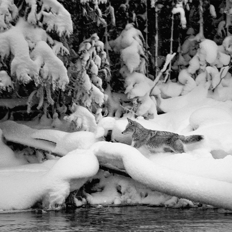 black and white coyote hunting in yellowstone