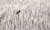 related print image3