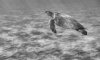 related print image3