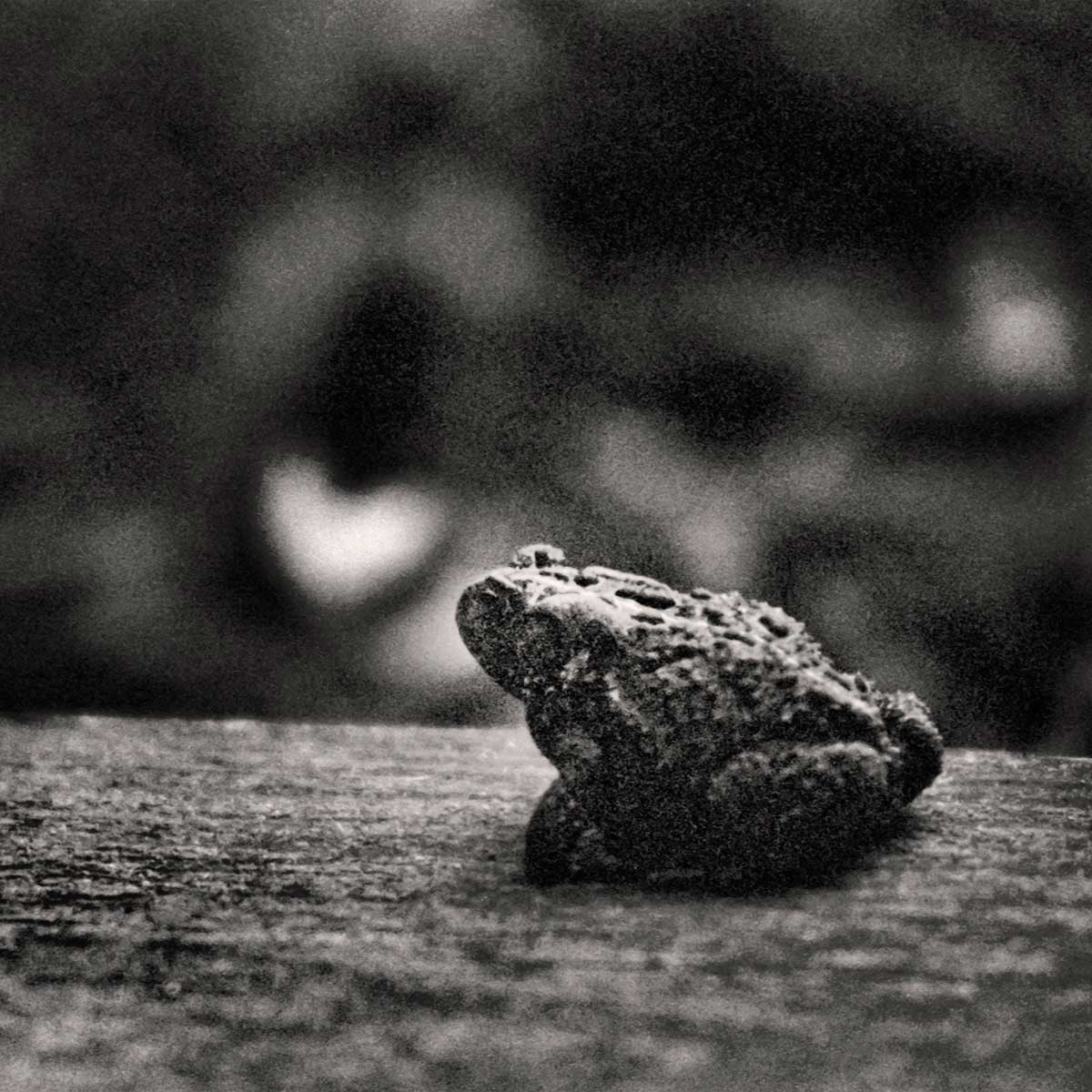 toad hopping by in search of a hiding place