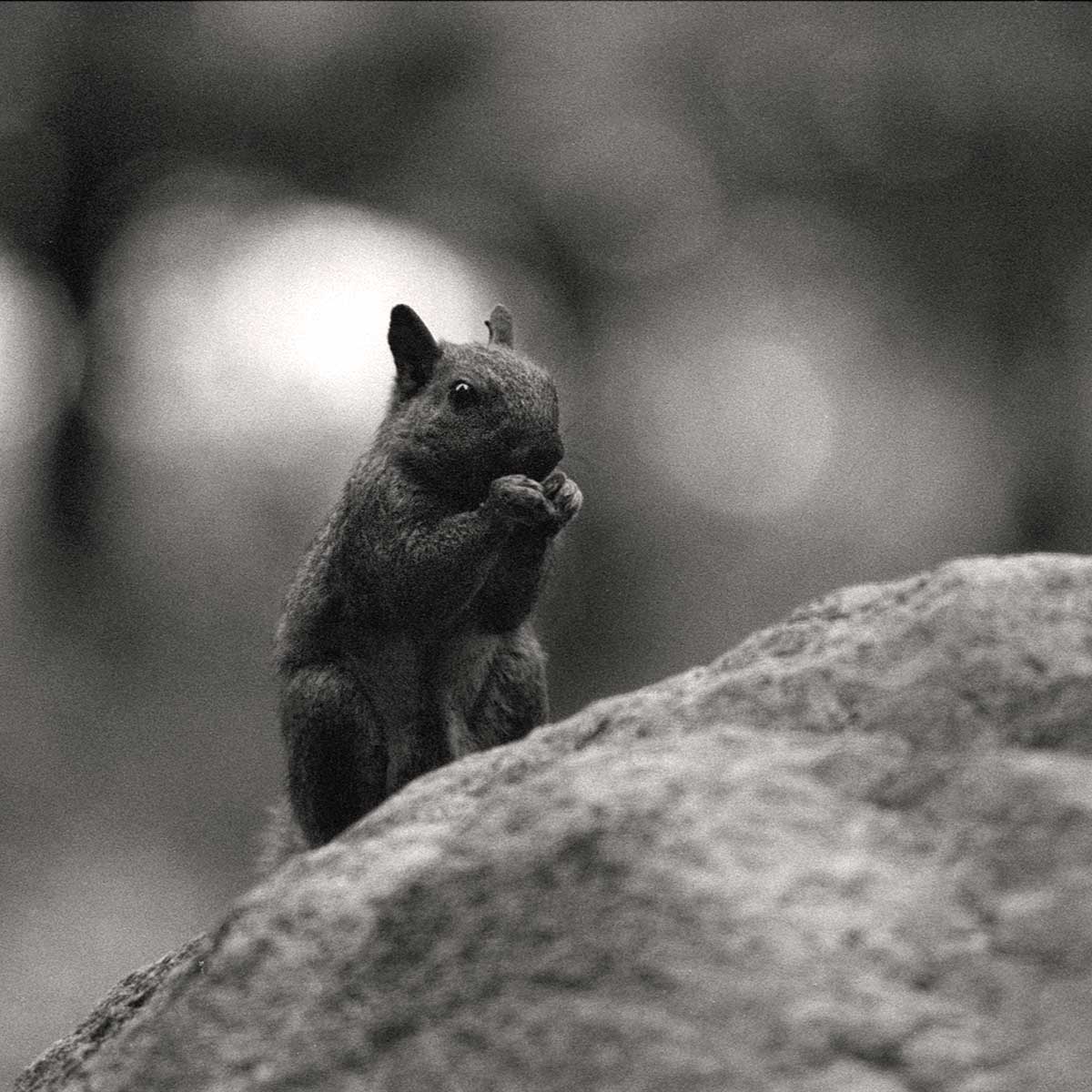 black squirrel eating an acorn