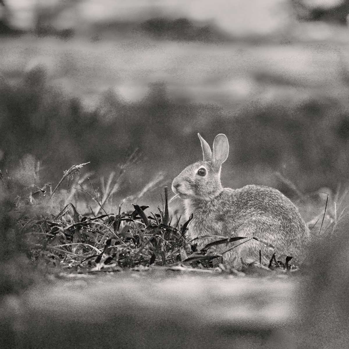 cotton tail wondering who is watching